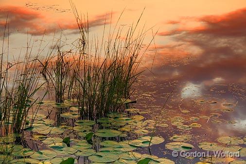 Lily Pads & River Grass_07777.jpg - Photographed at sunrise near Lindsay, Ontario, Canada.